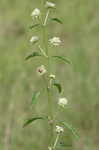 Clustered bushmint